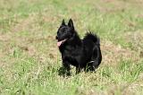 SCHIPPERKE 687